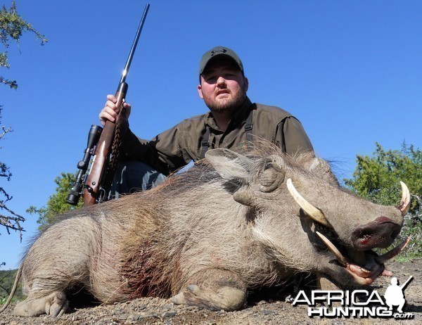 Warthog hunt in South Africa