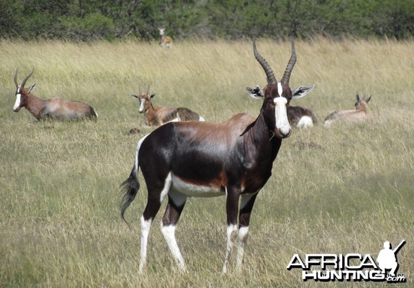 Bontebok South Africa