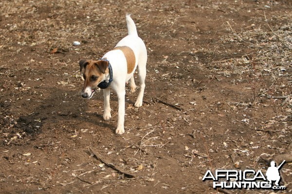 Nala at the range