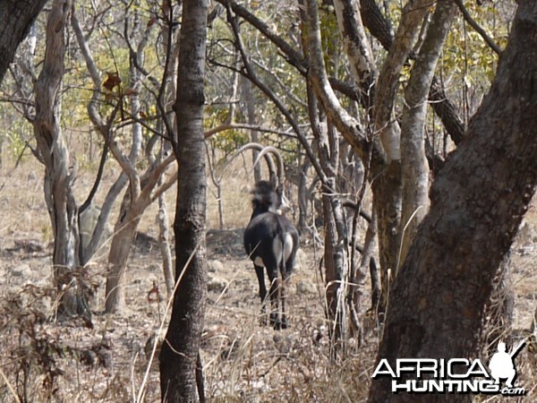 Sable at Takeri Private Reserve