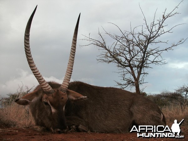 Waterbuck Hunt with HartzView Hunting Safaris in South Africa