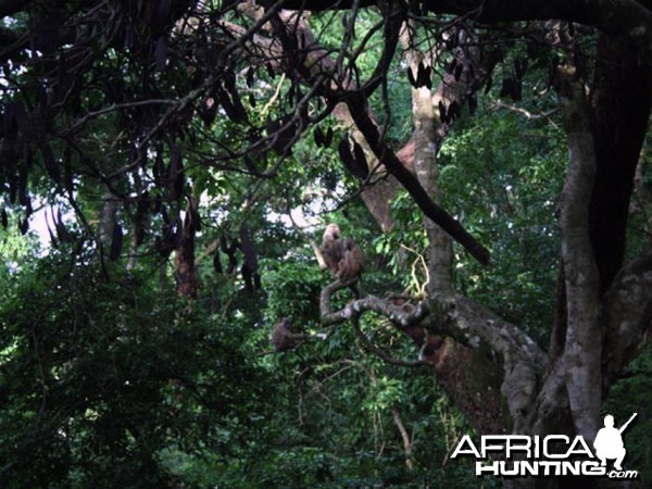 Hunting Bongo in CAR Rudy Lubin Safaris