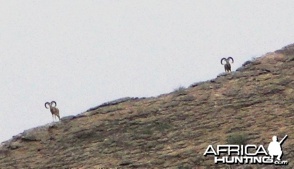 Hunting Sheep in Pakistan