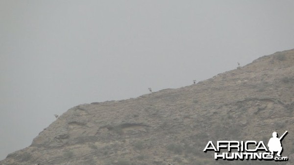 Hunting Sheep in Pakistan