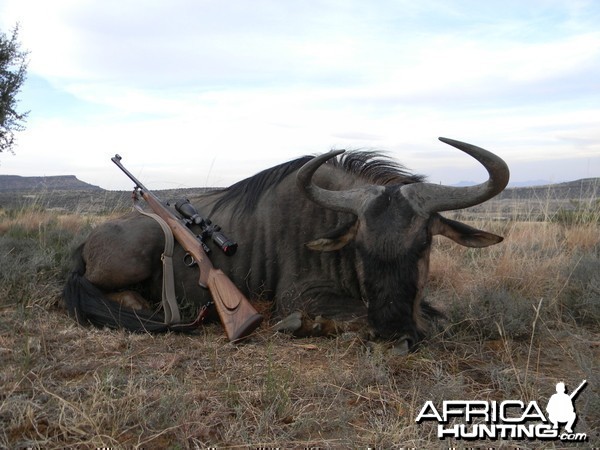 Blue Wildebeest South Africa