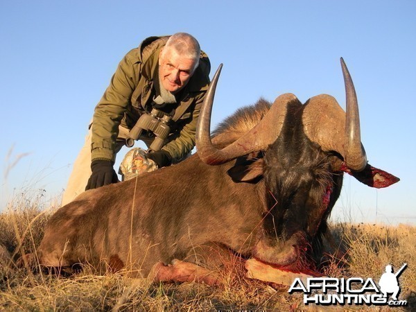 Black Wildebeest South Africa