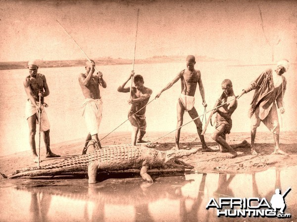 Crocodile hunting at the Nile