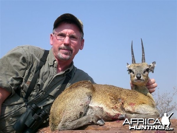 Klipspringer