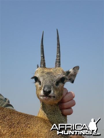 Klipspringer