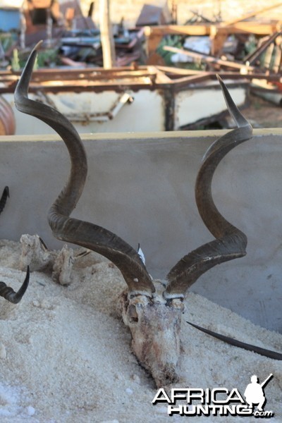 59 inch Kudu hunted in Namibia