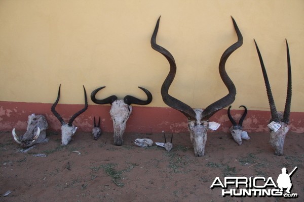 Trophies from Namibia