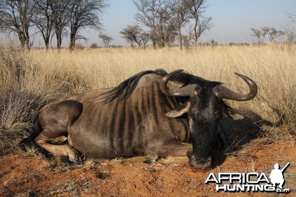 Blue Wildebeest hunted in Namibia