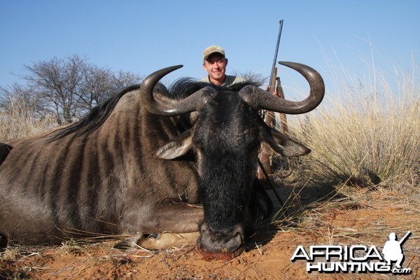 Blue Wildebeest hunted in Namibia