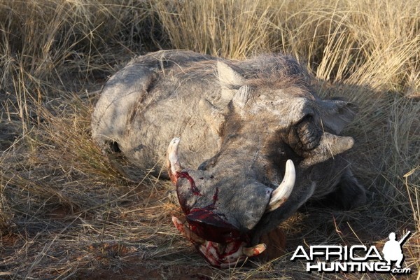 Warthog hunted in Namibia