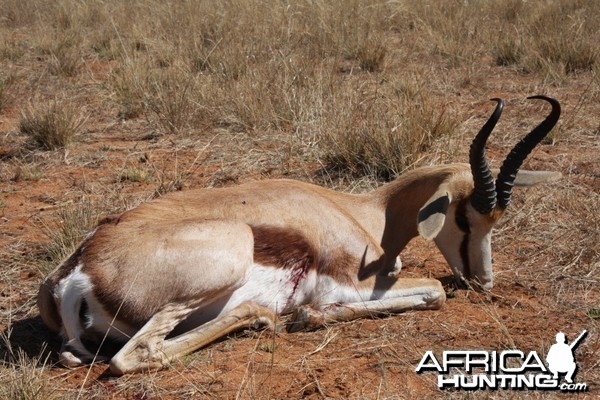 Springbok hunted in Namibia