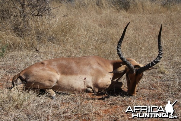 Impala hunted in Namibia