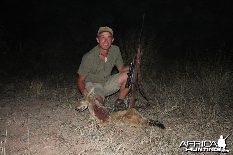 Jackal hunted in Namibia