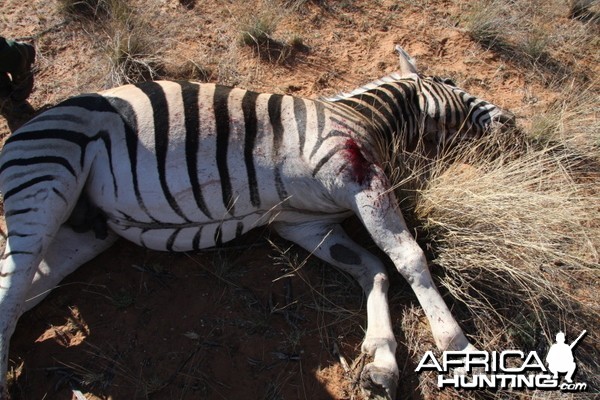 Zebra hunted in Namibia