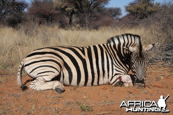 Zebra hunted in Namibia