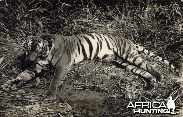 Tiger Hunting in Malay Malaysia ca 1920