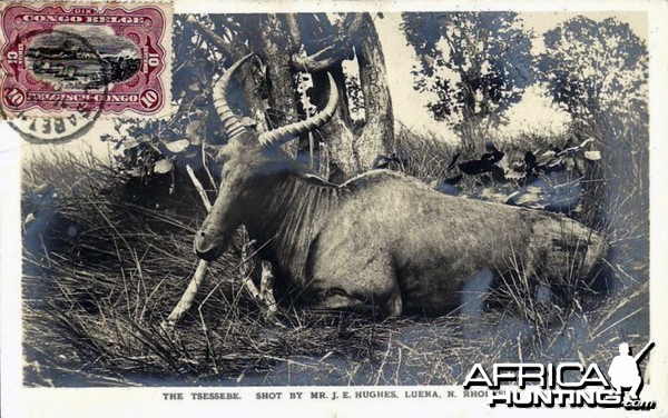 Hunting Tsessebi in Rhodesia ca 1919