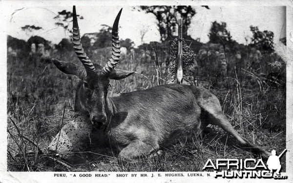 Hunting Puku in Rhodesia ca 1919