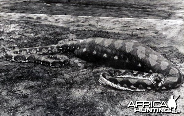 Snake Singapore ca 1920