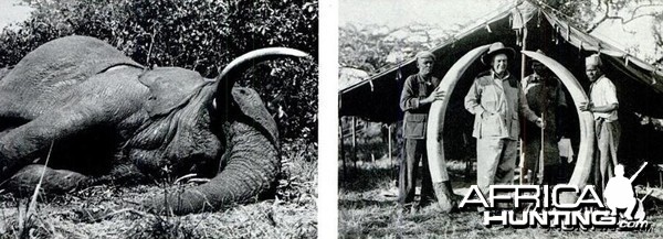 Biggest Elephant Ever Shot