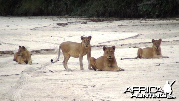 Lions in Tanzania