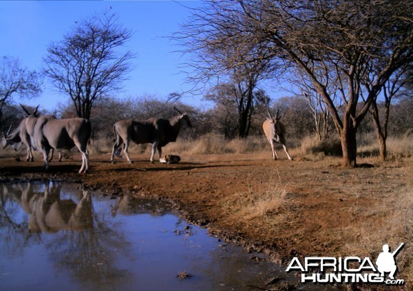 Eland Namibia