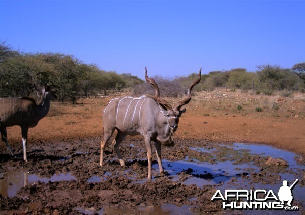 Kudu Namibia