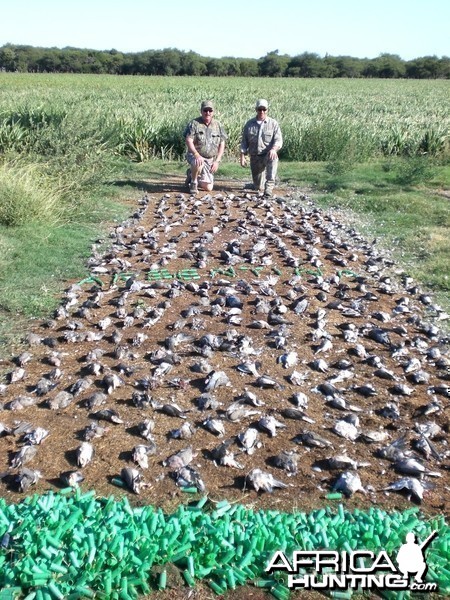 Argentina High Volume Dove Hunting
