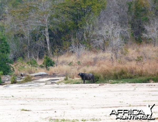 The old Buffaloes that we cherish, clever, cunning and evil... Tanzania