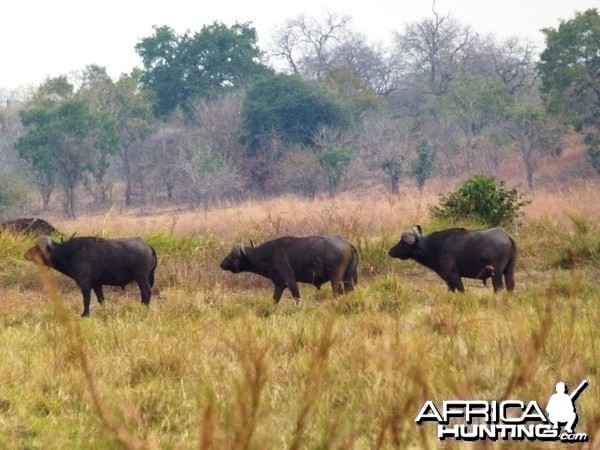 The old Buffaloes that we cherish, clever, cunning and evil... Tanzania