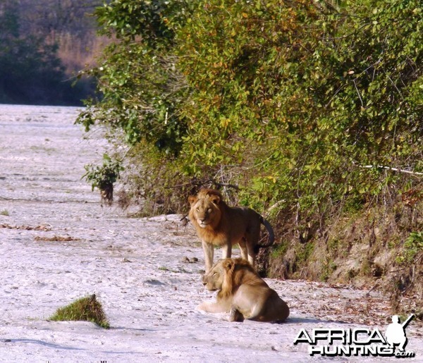 Early morning encounter with Lions... Tanzania