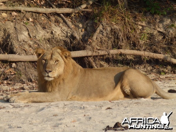 Early morning encounter with Lion... Tanzania