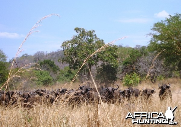 Buffaloes in Tanzania