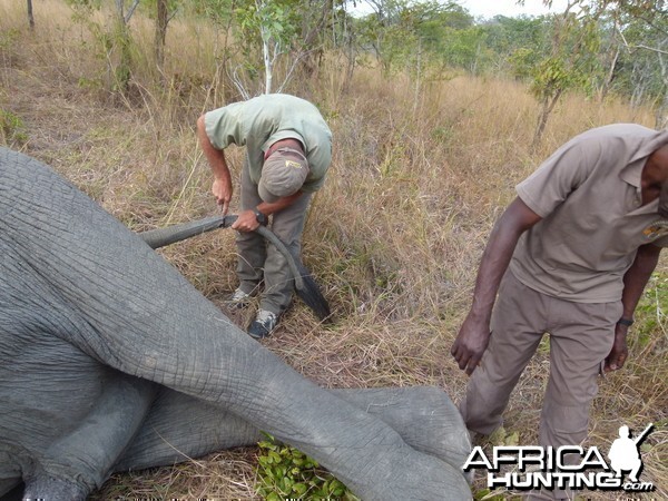Skinning the Elephant... a big job
