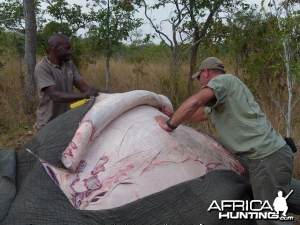 Skinning the Elephant... a big job