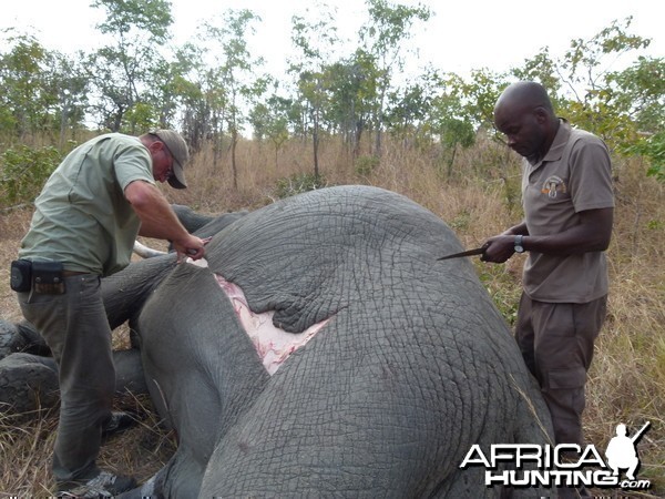 Skinning the Elephant... a big job