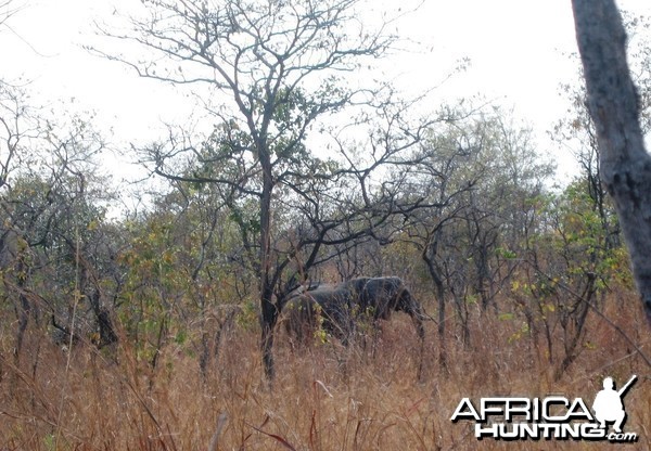 Elephant in Tanzania