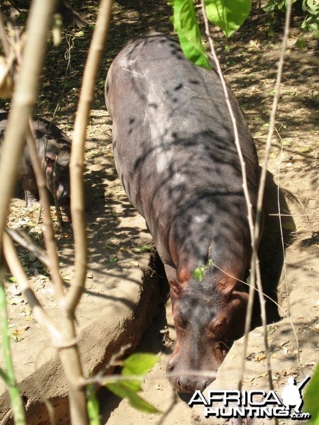 Mom and baby Hippo going to the river...