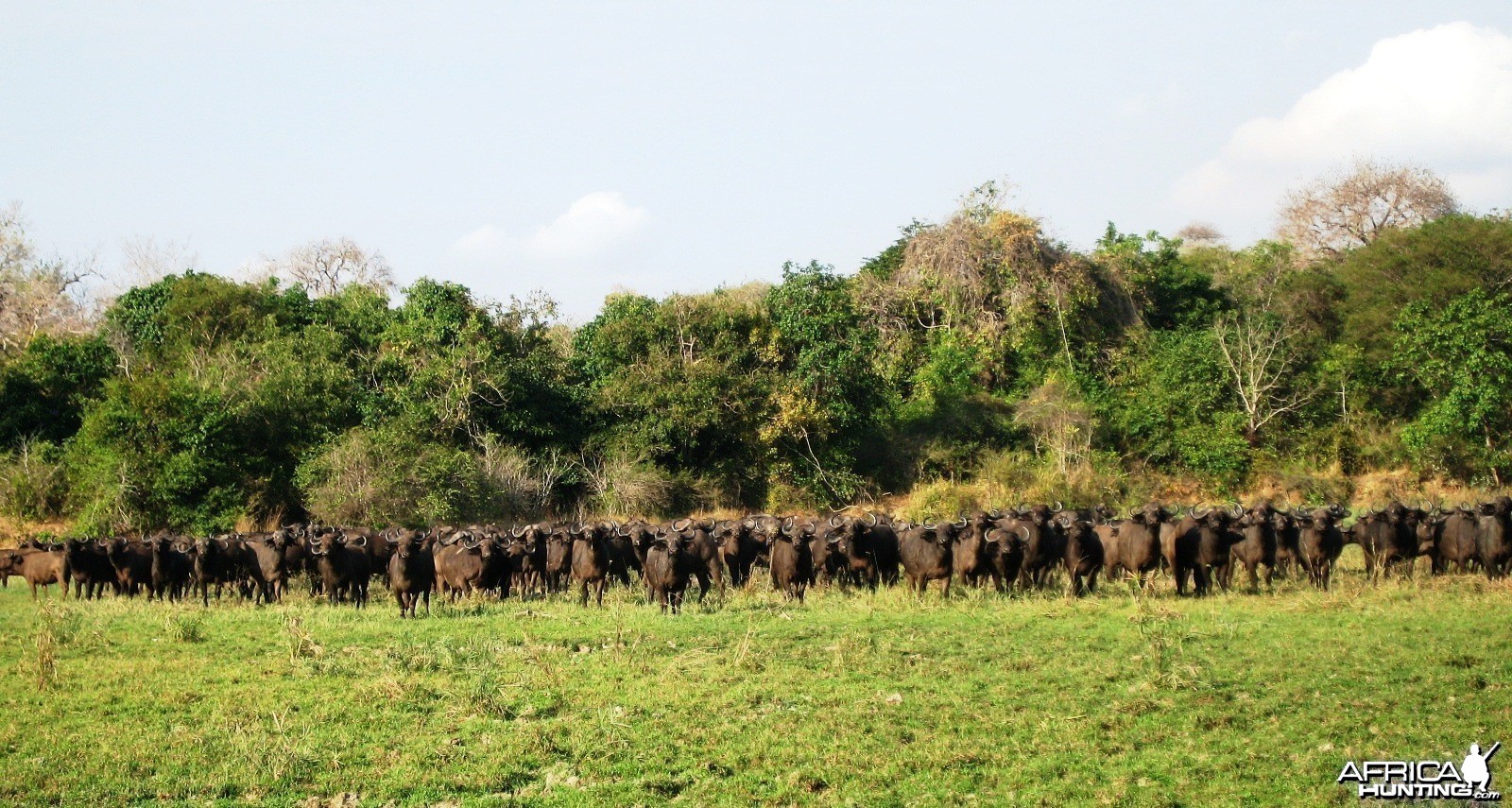 A few Buffaloes... Tanzania