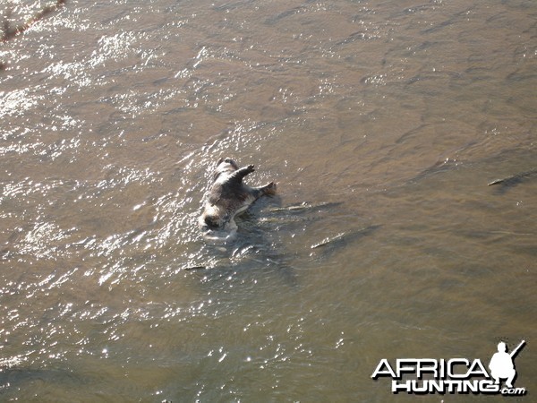 Croc on bait... Tanzania