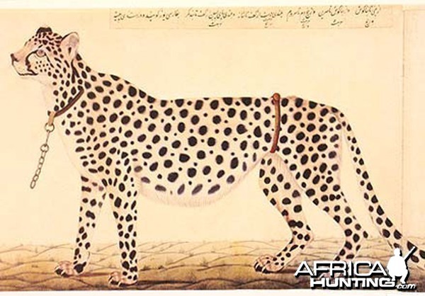 Tame Cheetah for hunting