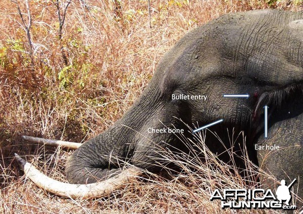 Elephant Brain shot... Tanzania