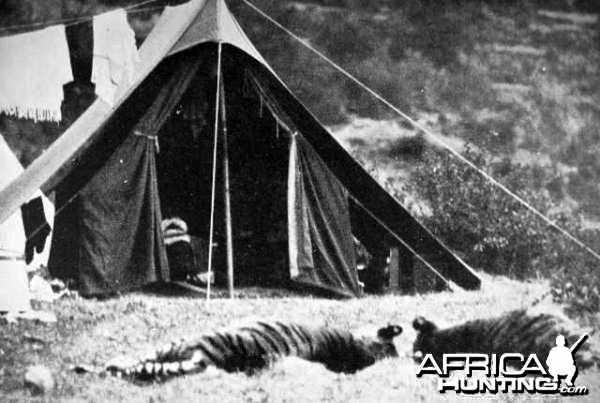 Two unknown Tigers in front of the Corbett's Tent