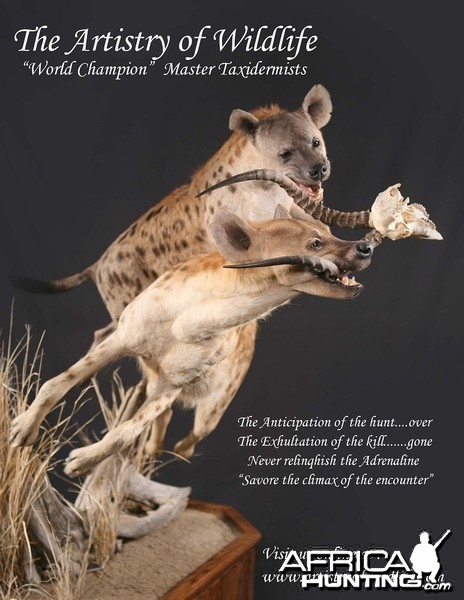 Hyena taxidermy by The Artistry of Wildlife