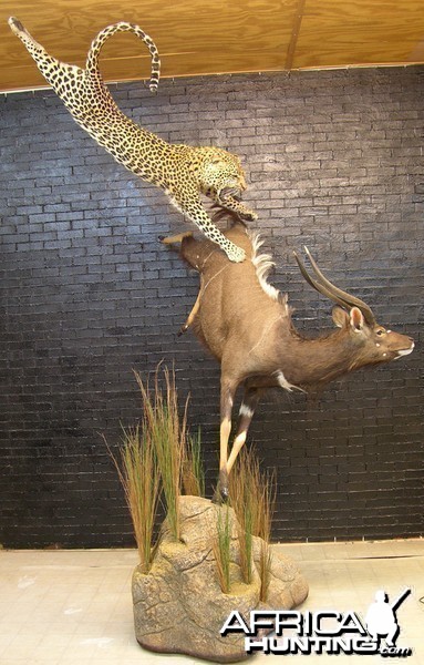 Leopard Nyala taxidermy scene by The Artistry of Wildlife