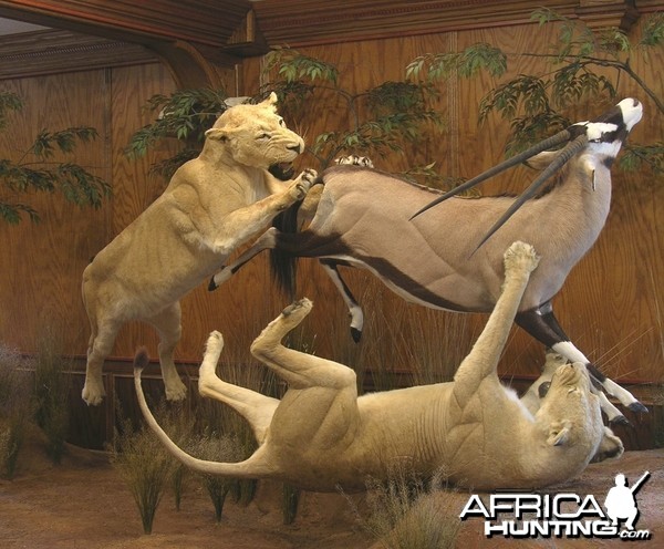 Lion Gemsbok taxidermy scene by The Artistry of Wildlife